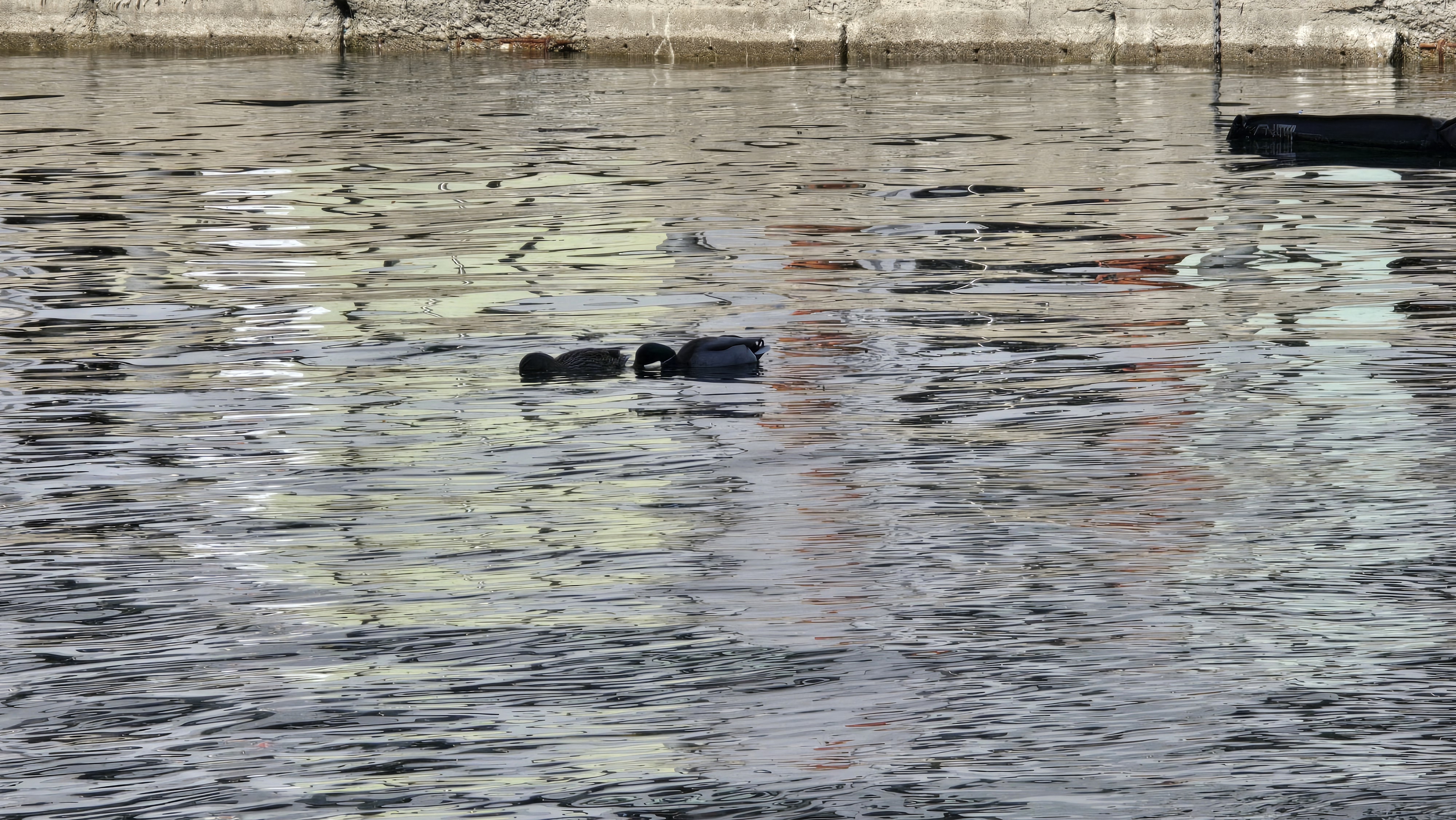 Basin Cleanup Photo 21